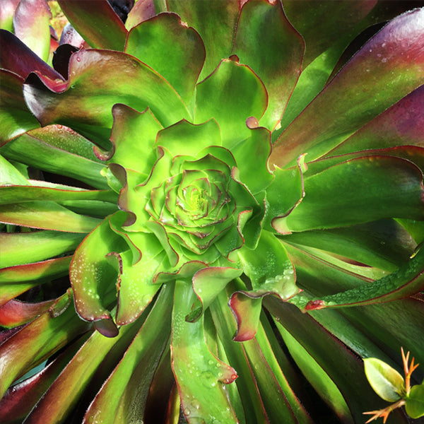 Beautiful SUCCULENT PHOTOGRAPHY