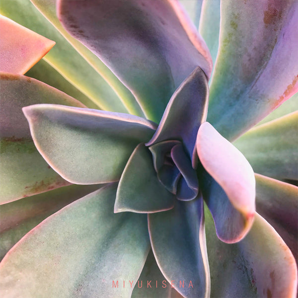 Beautiful SUCCULENT PHOTOGRAPHY