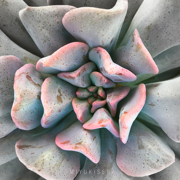 Gorgeous SUCCULENT PHOTOGRAPHY