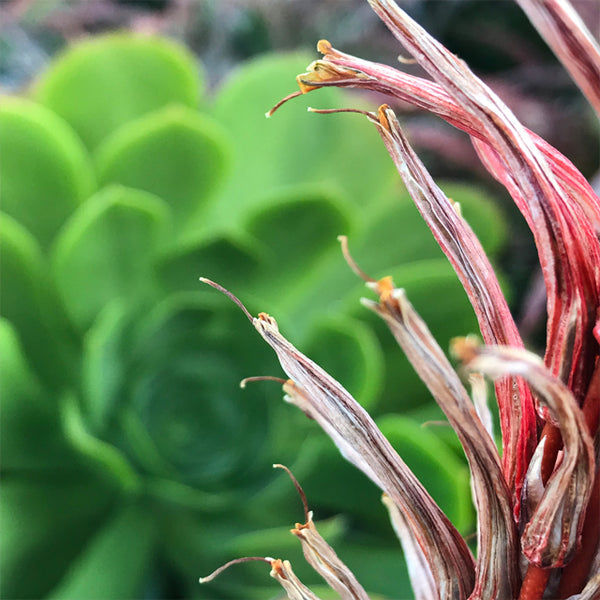 SUCCULENT PHOTOGRAPHY