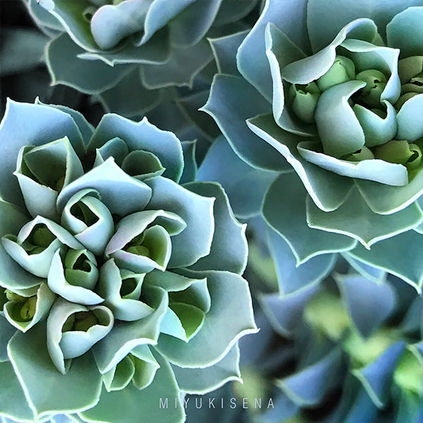 Stunning SUCCULENT PHOTOGRAPHY